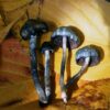 Buy Psilocybe Baecoystis Online