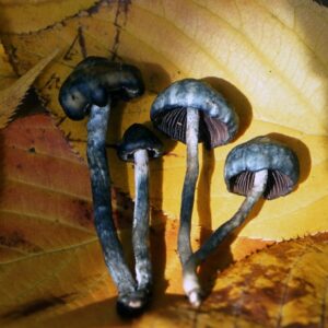 Buy Psilocybe Baecoystis Online