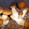 Buy Psilocybe cubensis Online