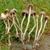 Buy Psilocybe semilanceata online.