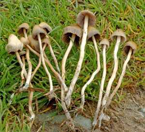 Buy Psilocybe semilanceata online.