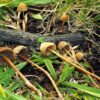 Buy Psilocybe mexicanaonline