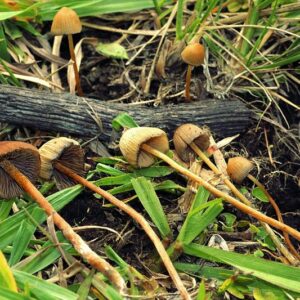 Buy Psilocybe mexicanaonline