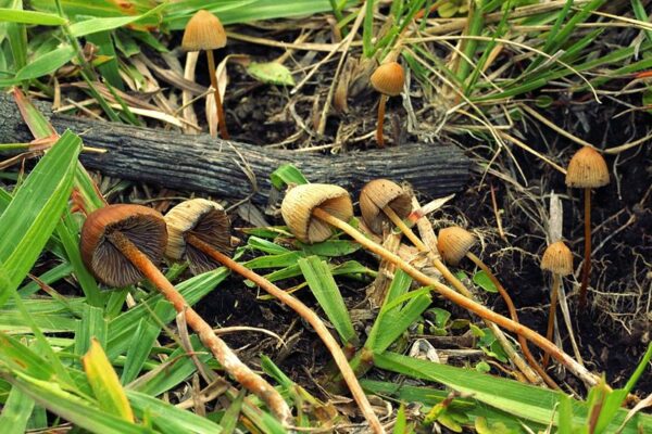 Buy Psilocybe mexicanaonline