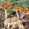 Buy Psilocybe azurescens online.