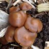 Buy Psilocybe cyanescens online.