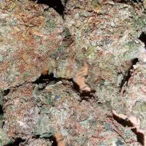 Buy Afghan Kush online